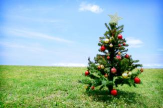 Christmas Tree in a Green Paddock