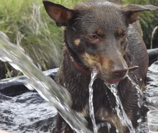 Bucket Lists ... working cattle and dogs at the Glen.