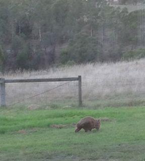 (Meanwhile the kids were out watching a wombat streak across the front lawn …) 
