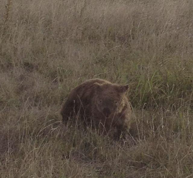 Wombat Pictures again