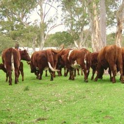 Beef Cattle