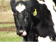 So I get more tucker now do I?