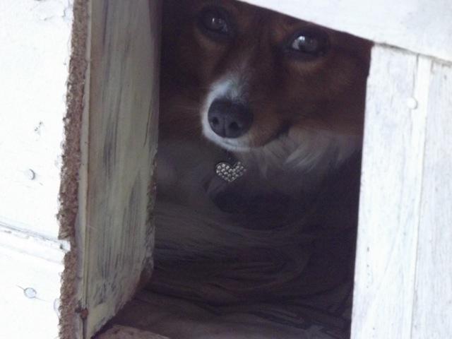 (See? Not even a nose outside that kennel)