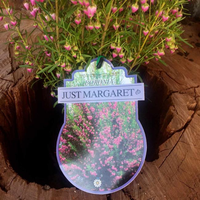 Boronia - Just Margaret