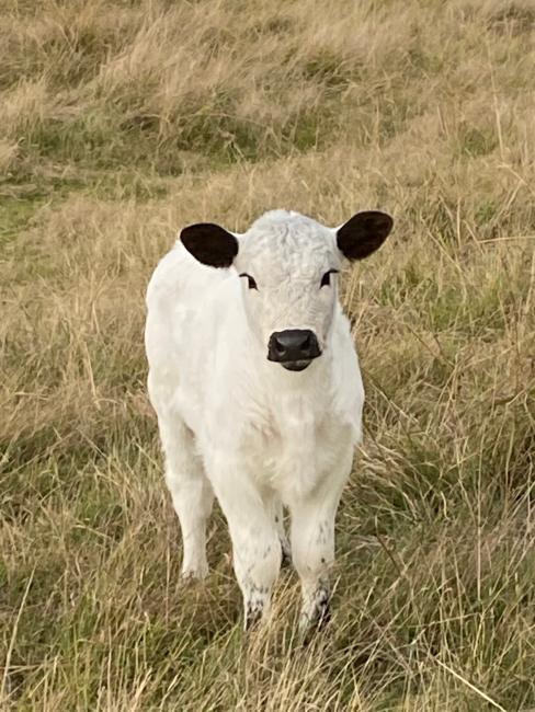 Speckle Calf