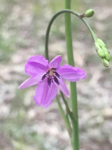 Chocolate Lilly Flower