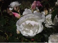 I turned my focus to the garden for a bit …