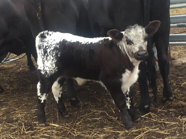 "Ruger" - He's like a panda bear!