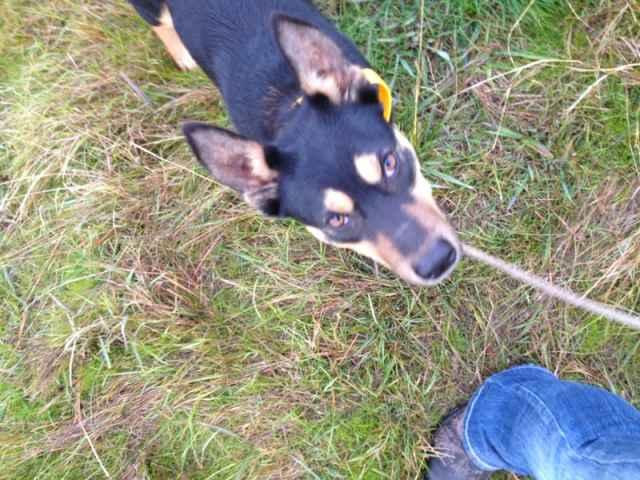 The Lad and his "Boy"