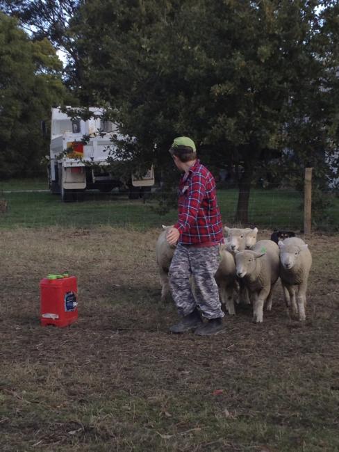 Crutches put to one side, working the sheep