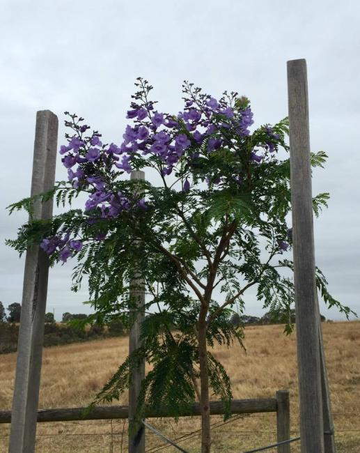 Jacaranda Tree in Bloom