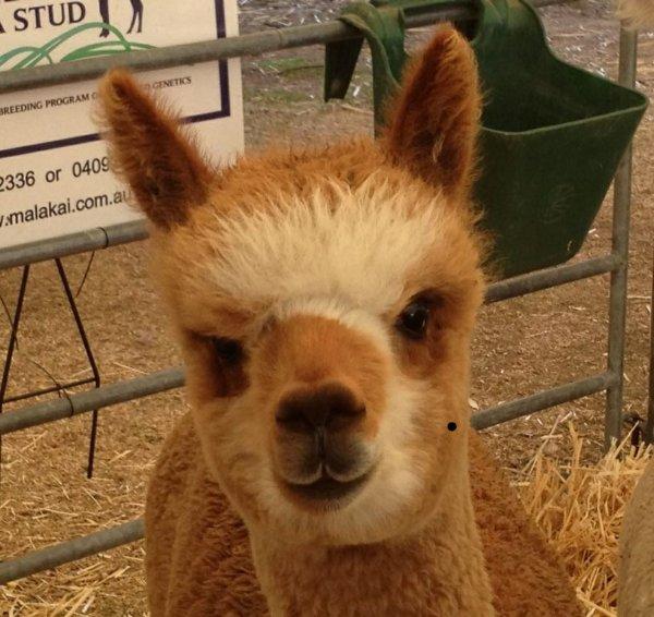 Beautiful little alpaca face!
