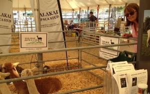 Me sneaking a peak at the alpacas