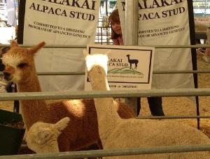 Part of a cunning plan...