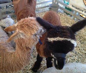 They want to come home with us