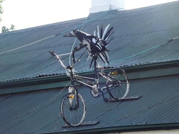 A clever magpie ...
