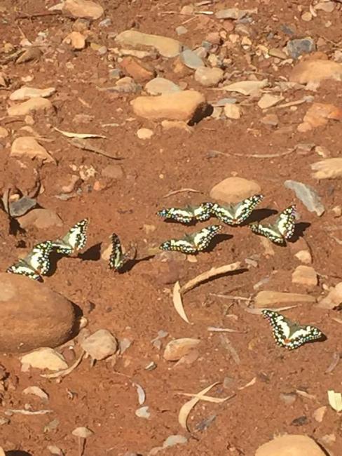 Day Off Exploring - found these butterflies!