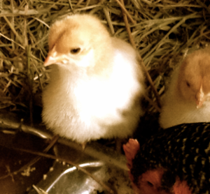 Growing Chicks