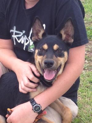 Say hello to "Crosby" our new 20 week old bundle of Kelpie trouble (I told you all to stay tuned. It's kinda like I knew something, hey?! )