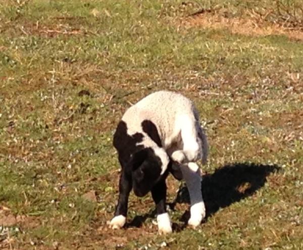 Dorper Lambs