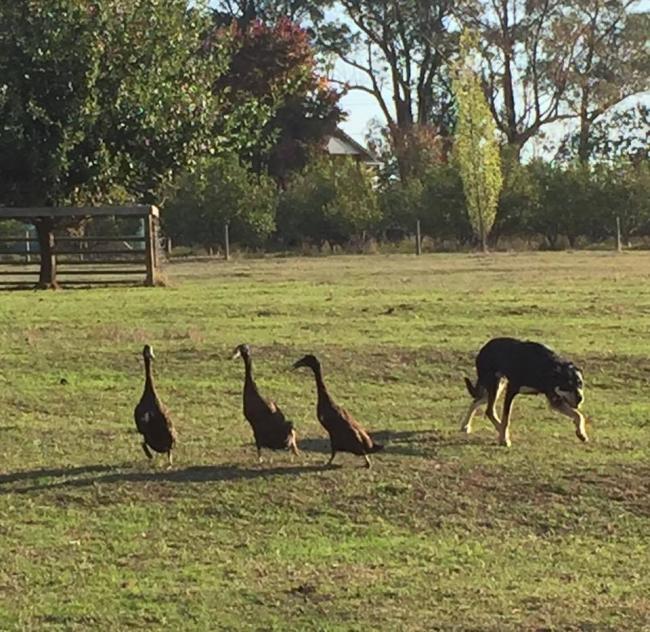 What Ange was SUPPOSED to be doing...