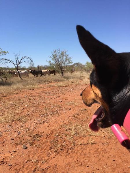 These kelpies are the most amazing dogs - working dogs, companions and clowns