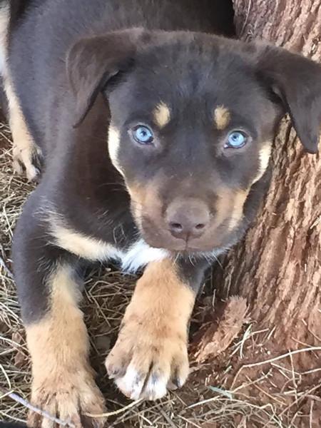Kelpie Puppies