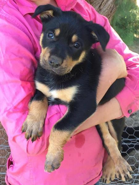 Kelpie Puppies