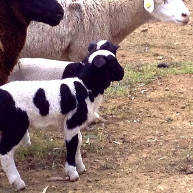 Dorper / Damara Cross lambs