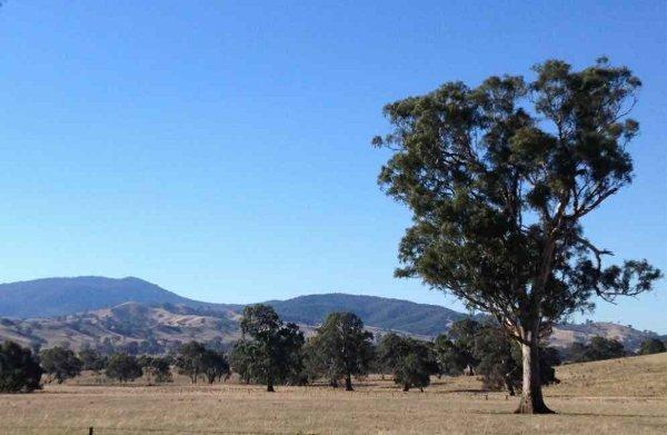 Gum Tree in Mansfield