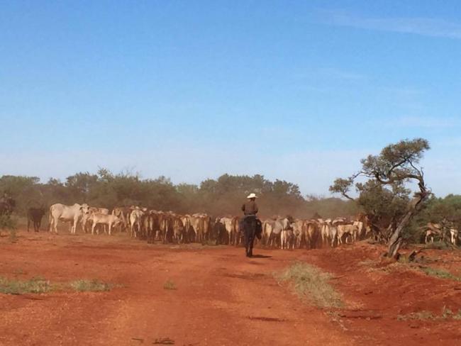 The number of cattle being moved is astounding