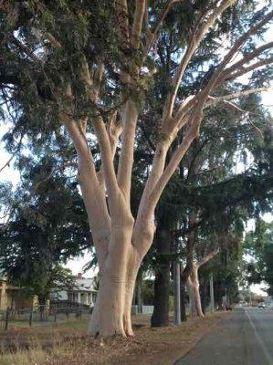 Benalla and the stunning Salmon Gums had me screeching to a halt to take a picture.