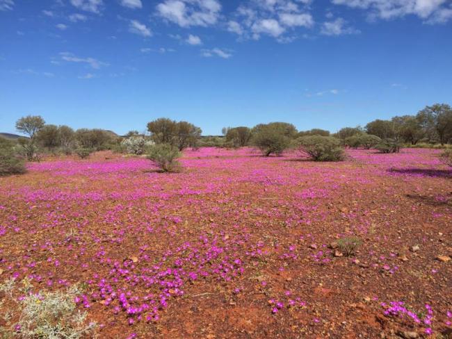 The landscape out there is just so beautiful - the wildflowers are out and a sight to behold.