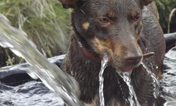 Bucket Lists ... working cattle and dogs at the Glen.