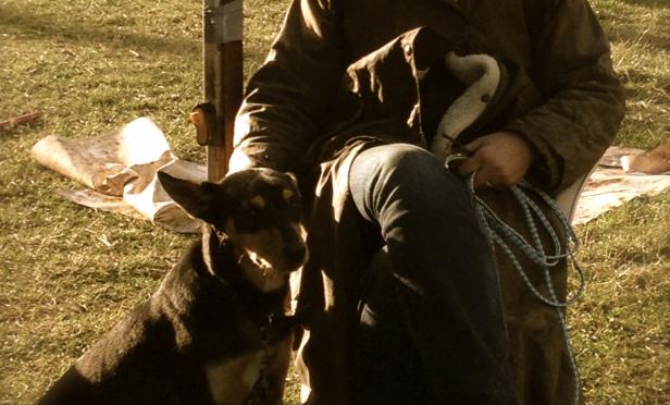 Kelpies, Life and the East Gippsland Field Days