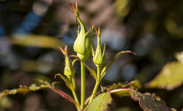 There's a Hint of Spring in the Air