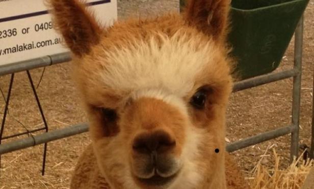 Farm Field Day Book Signing Perks