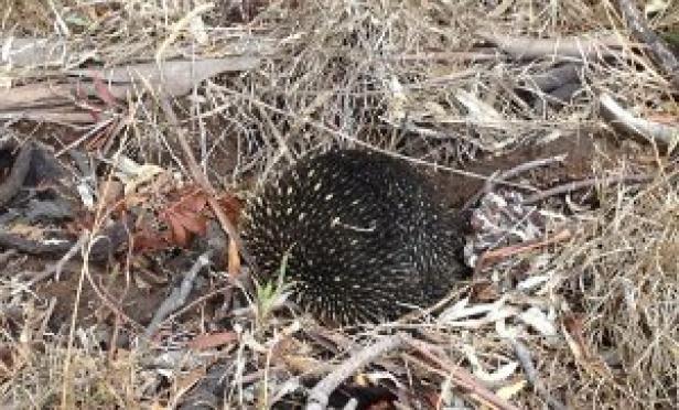 Book Launch Bush Style