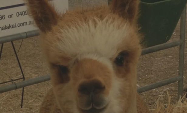 I have a very good reason for not being at Lardner Park Farm Field days in 2016.