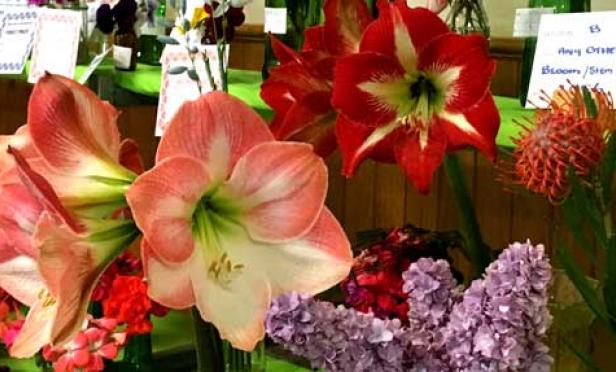 The Boronia is Still Alive!