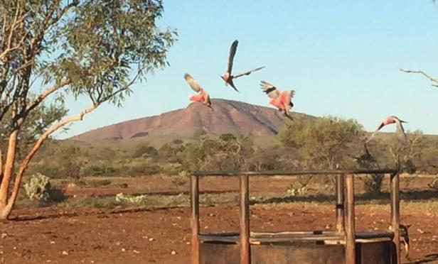 Margareta's gone a'mustering