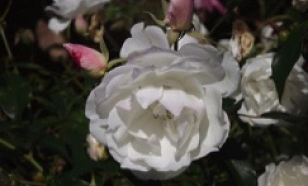 Spring has sprung ...